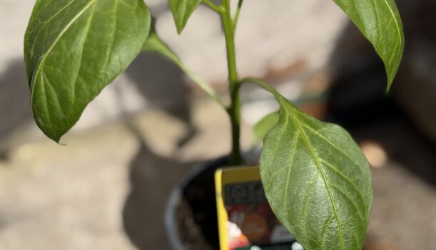 Paprika