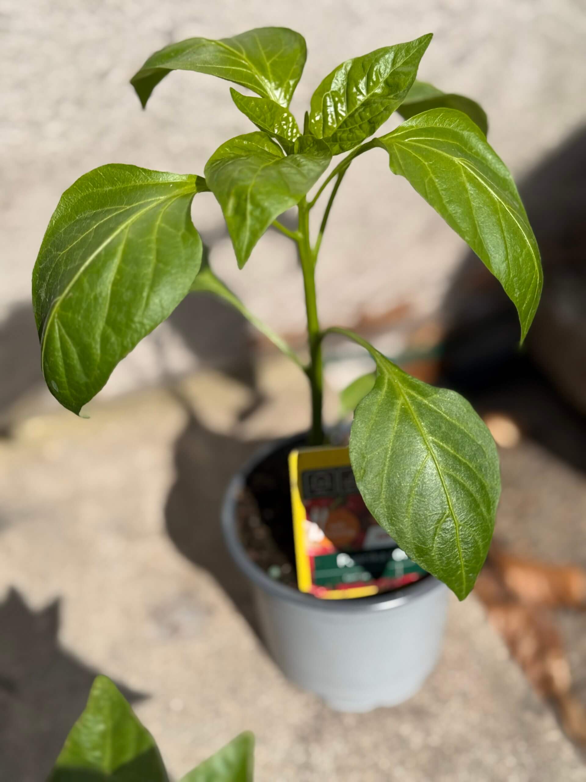 Paprika