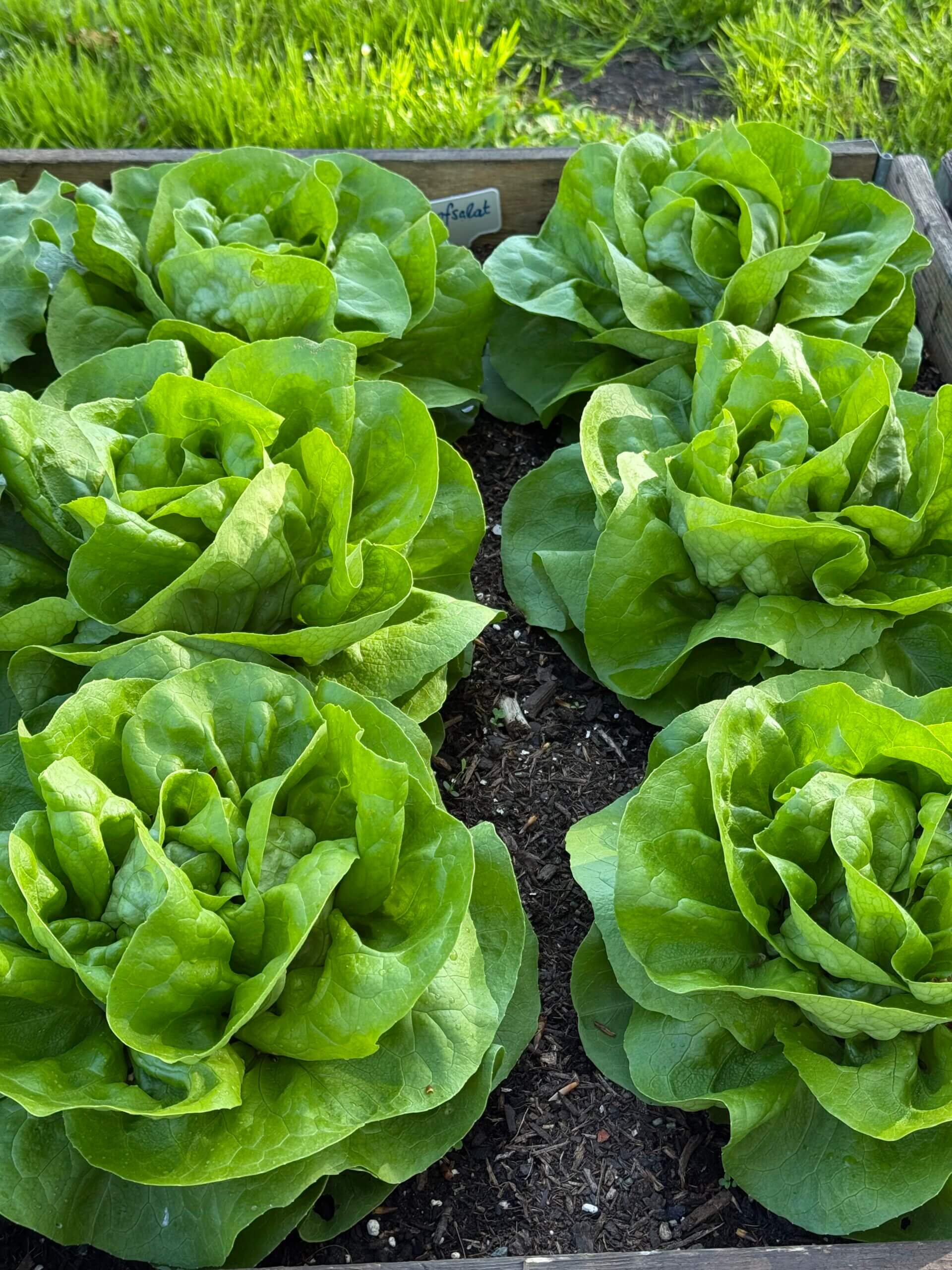 Kopfsalat