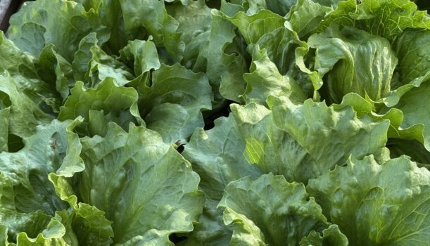 Eisbergsalat
