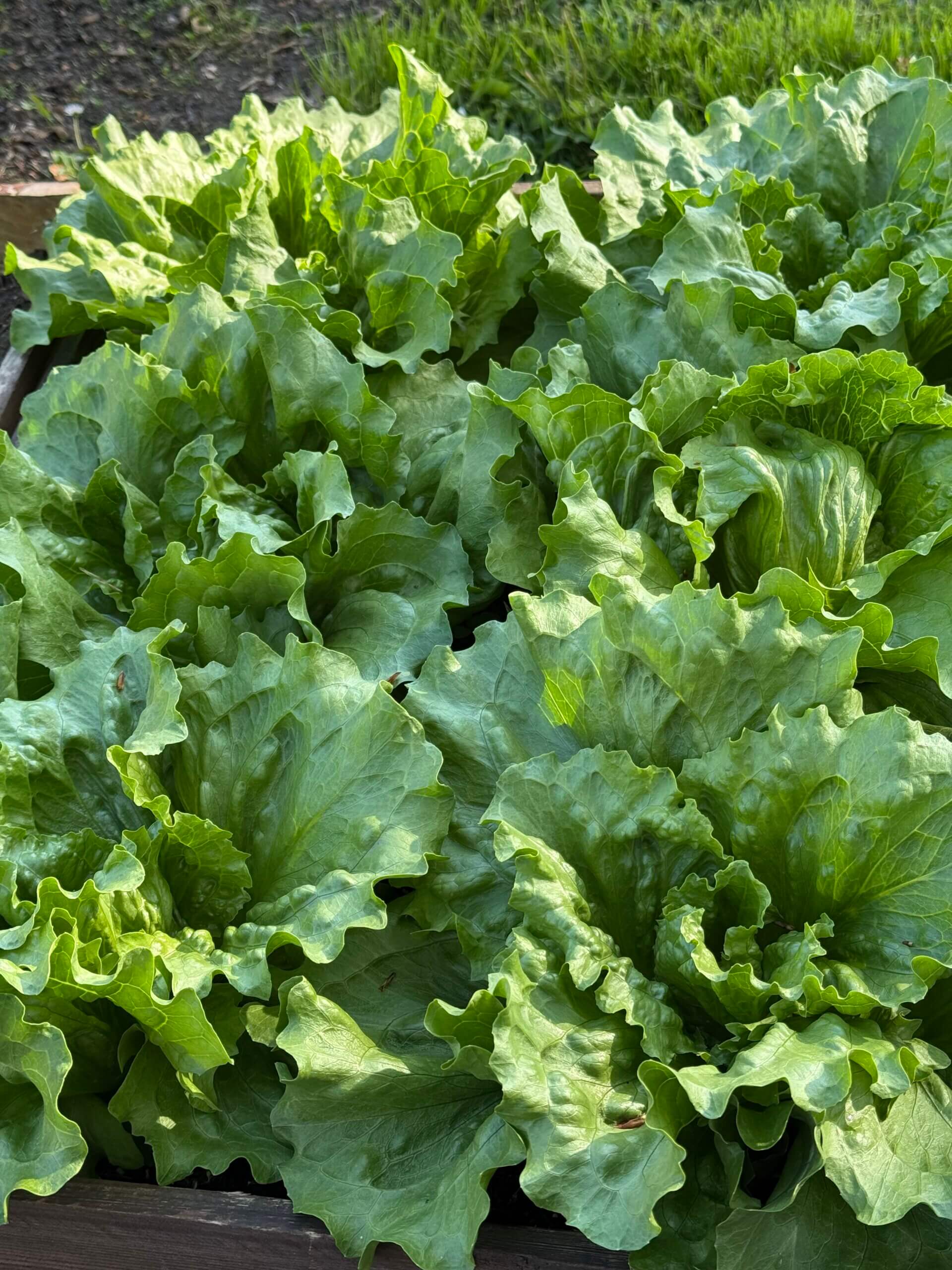 Eisbergsalat