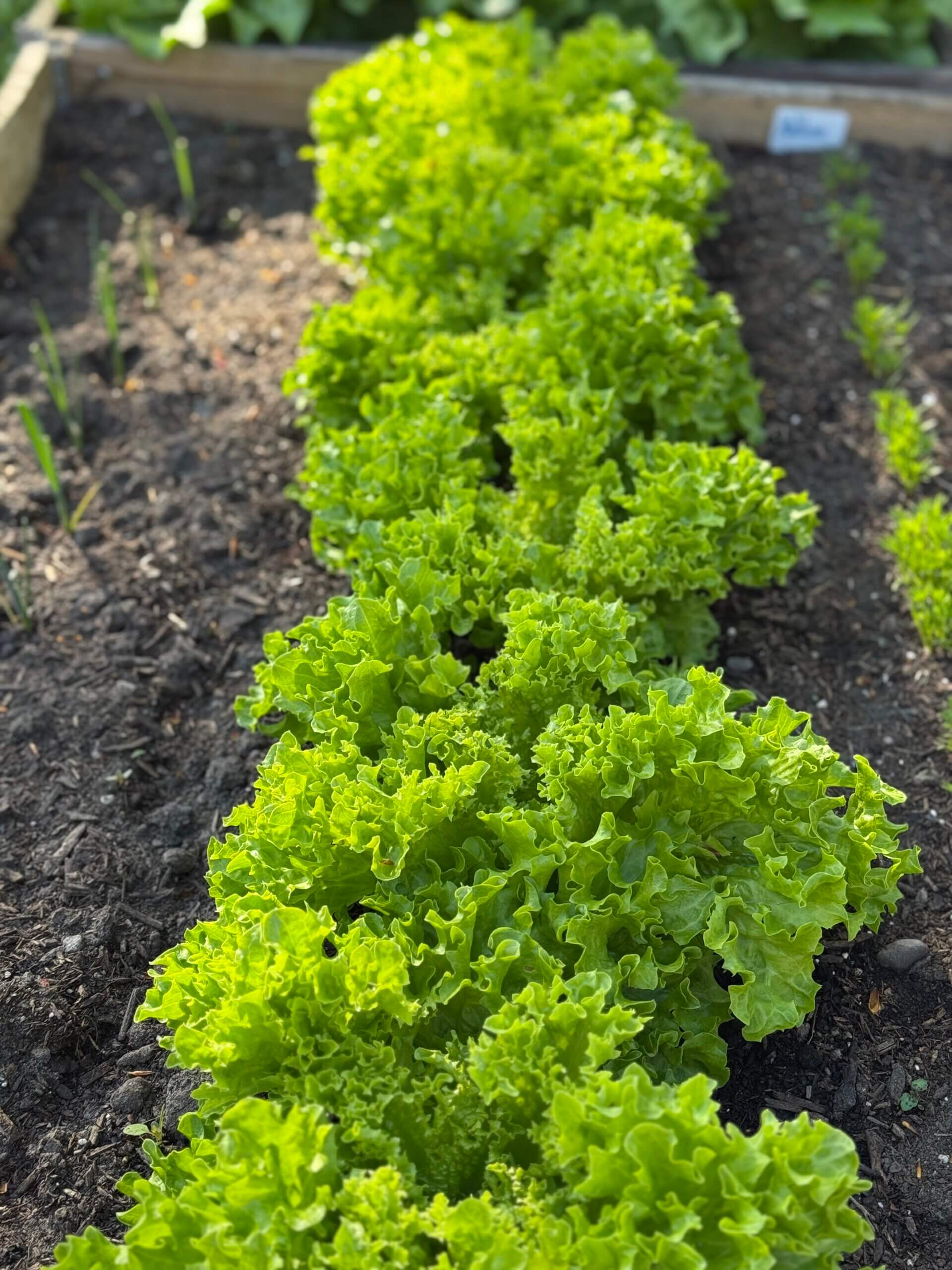 Pflücksalat