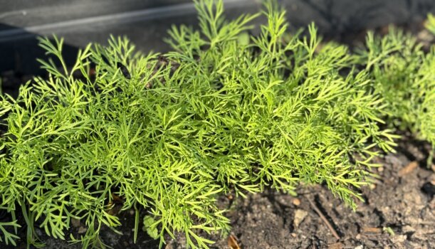 Dill