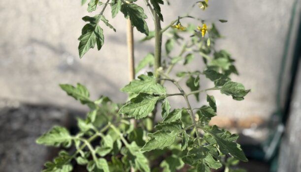 Tomaten „Cocktail“