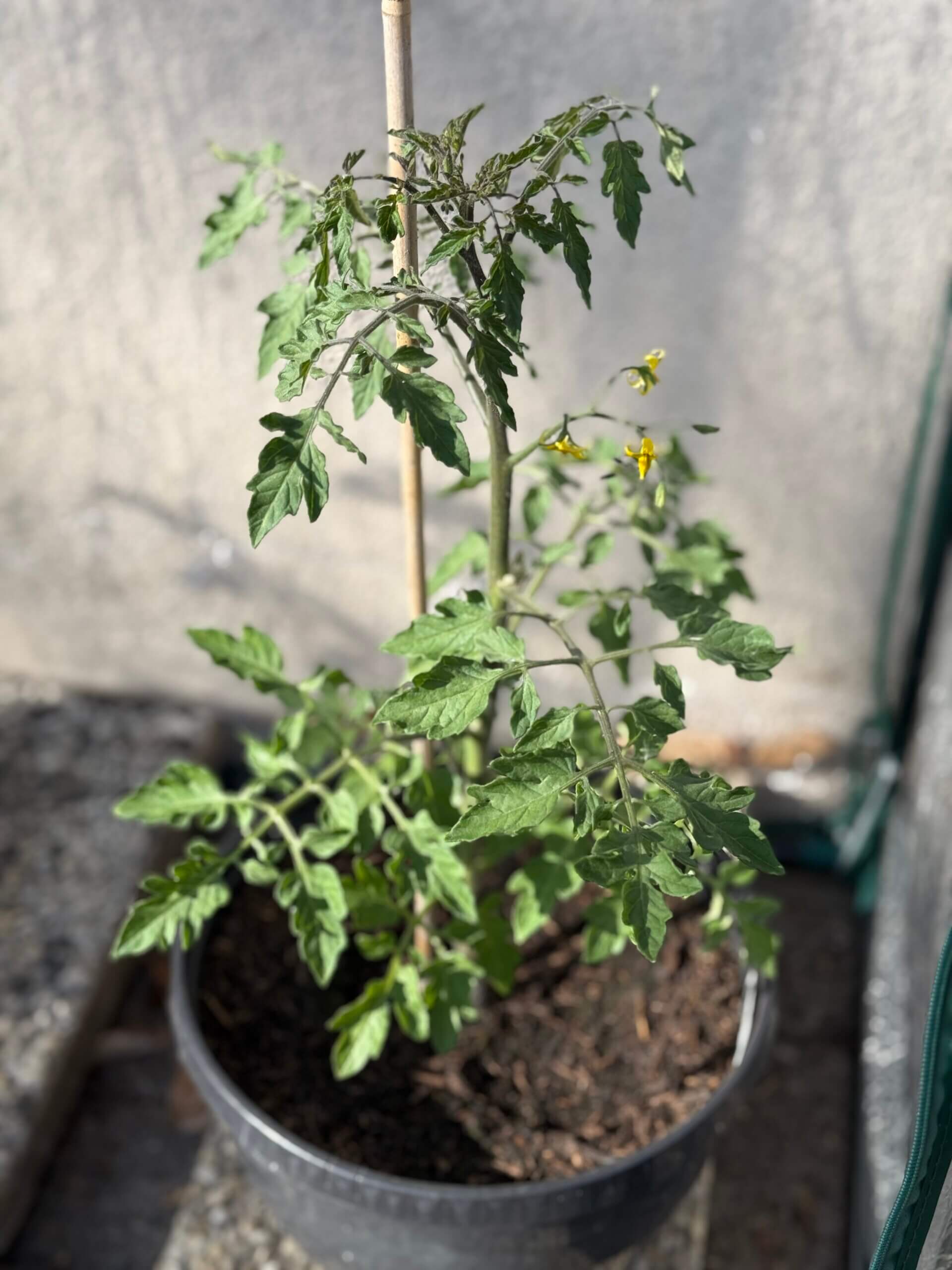 Tomaten „Cocktail“